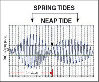 Tide Cycle Chart