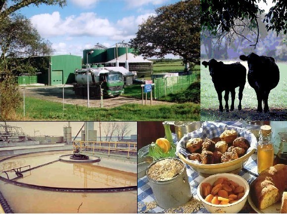 Picture:Biogas plant,cows,food and sewage plant
