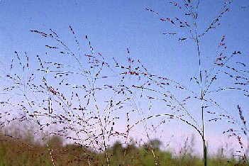 picture:Grass