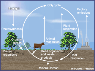 picture of carbon cycle