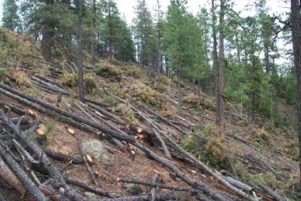 picture: forestry cut down