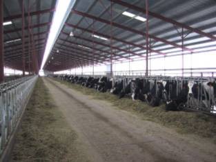 picture: Free stall barn cows
