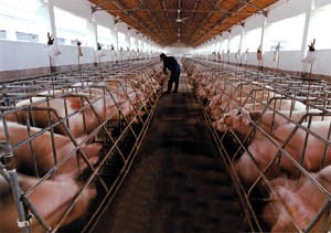 picture: Swine in stalls