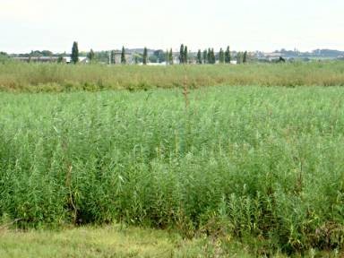 picture: Field of Coppice