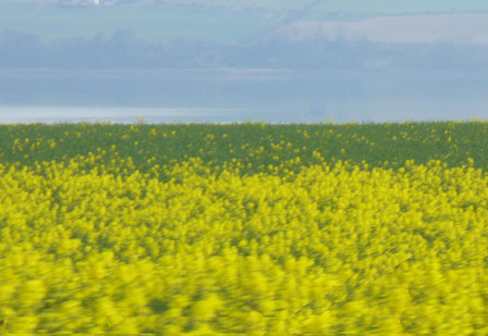 Rapeseed